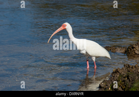 American White Ibis Eudocimus Albus Fütterung in seichten Lagune. Florida. Stockfoto