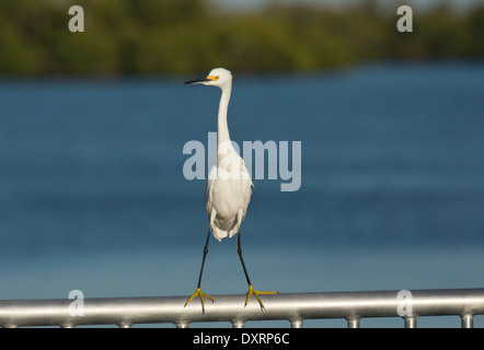 Snowy Egret, Egretta thula perched on railing. Ding Darling Reserve, Florida Stockfoto