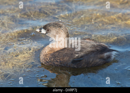 Pied – abgerechnet Haubentaucher, Podilymbus podiceps Stockfoto