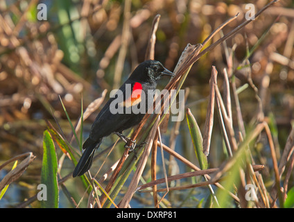 Männliche Red-winged Blackbird Agelaius Phoeniceus gehockt Feuchtgebiet Vegetation. Florida. Stockfoto