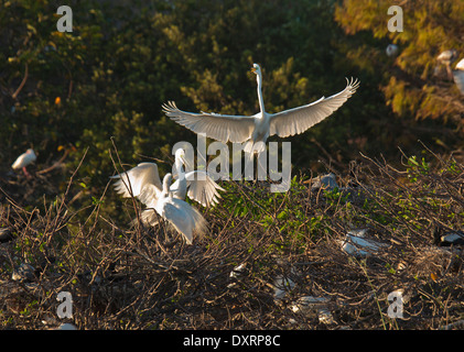 Großer Reiher Ardea Alba Egretta (große Reiher oder Great White Heron) Anzeige während der Brutsaison zu Wakodahatchee Feuchtgebiete Stockfoto