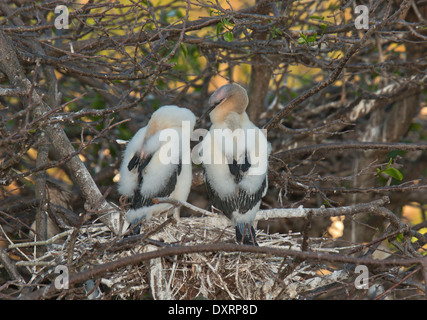 Zwei junge Anhingas, Anhinga Anhinga, (Snakebird, Darter, amerikanische Darter) im Nest, Wakodahatchee Feuchtgebiete, Palm Beach, Florida Stockfoto