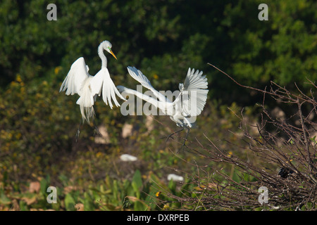 Großen Reiher Ardea Alba Egretta (oder großer Egret oder großer weißer Reiher), paar in der Brutzeit, Wakodahatchee anzeigen Stockfoto
