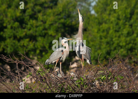 Great Blue Heron Ardea Herodias am Brutplatz, Wakodahatchee Feuchtgebiete Palm Beach in Florida. Mit Stick für den Nestbau. Serie Stockfoto