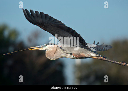 Great Blue Heron Ardea Herodias am Standort Zucht in Wakodahatchee Feuchtgebiete, Palm Beach, Florida. mit stick Stockfoto