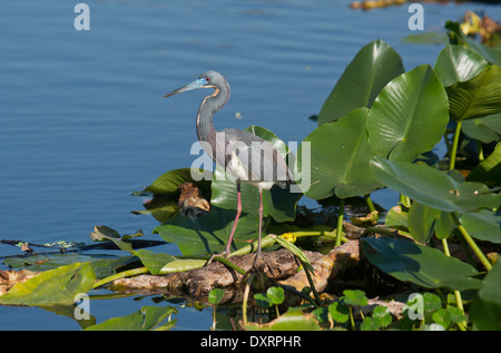 Dreifarbigen Reiher, Egretta Tricolor oder Louisiana Heron am Wakodahatchee Feuchtgebiete, Palm Beach, Florida. Stockfoto