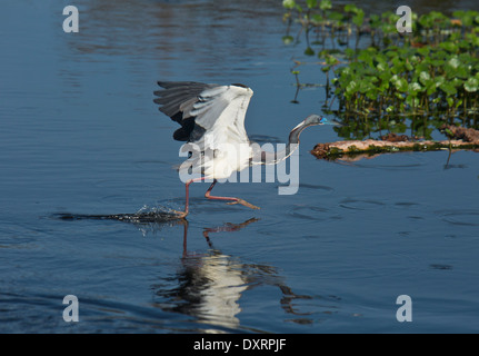 Dreifarbigen Reiher, Egretta Tricolor oder Louisiana Heron am Wakodahatchee Feuchtgebiete, Palm Beach, Florida. Stockfoto