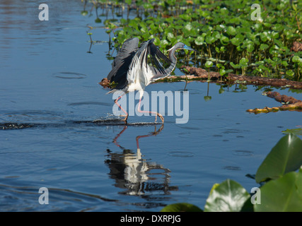 Dreifarbigen Reiher, Egretta Tricolor oder Louisiana Heron am Wakodahatchee Feuchtgebiete, Palm Beach, Florida. Stockfoto