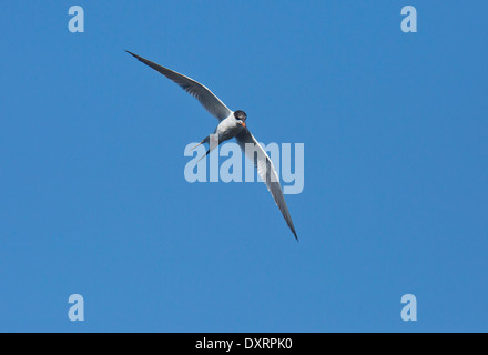 Forsters Tern, Sterna Forsteri während des Fluges im Winterkleid; Wakodahatchee Feuchtgebiete, Palm Beach, Florida. Stockfoto