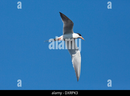 Forsters Tern, Sterna Forsteri während des Fluges im Winterkleid; Wakodahatchee Feuchtgebiete, Palm Beach, Florida. Stockfoto