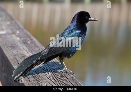 Boot-angebundene Grackle Quiscalus major am Wakodahatchee Feuchtgebiete, Palm Beach, Florida. Stockfoto