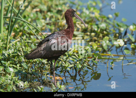 Glossy Ibis Plegadis Falcinellus in Wakodahatchee Feuchtgebiete, Palm Beach, Florida. Stockfoto
