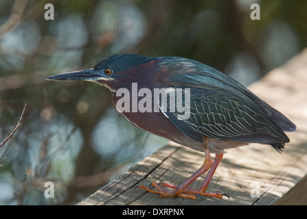 Grün Reiher Butorides Virescens am Boardwalk am Wakodahatchee Feuchtgebiete, Palm Beach, Florida. Stockfoto