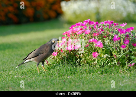 Gemeinsame Myna (Acridotheres Tristis), manchmal buchstabiert Mynah, ist ein Mitglied der Familie Spottdrosseln (Stare und Mynas). Stockfoto