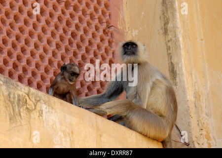 Jaipurian Languren in Amber Palast, Jaipur, Indien. Stockfoto