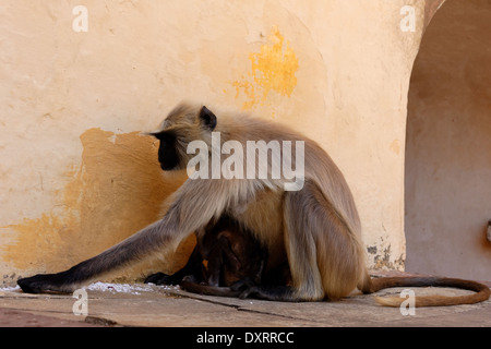 Jaipurian Languren in Amber Palast, Jaipur, Indien. Stockfoto