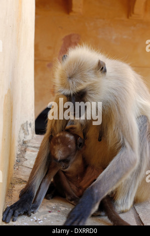 Jaipurian Languren in Amber Palast, Jaipur, Indien. Stockfoto