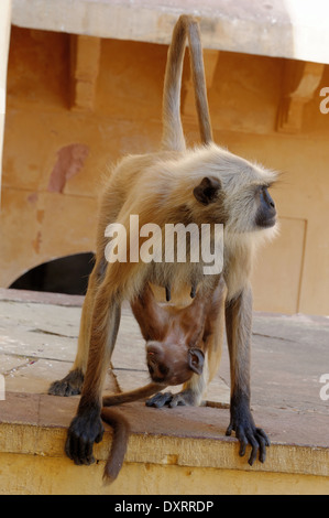 Jaipurian Languren in Amber Palast, Jaipur, Indien. Stockfoto