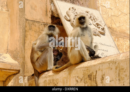 Jaipurian Languren in Amber Palast, Jaipur, Indien. Stockfoto