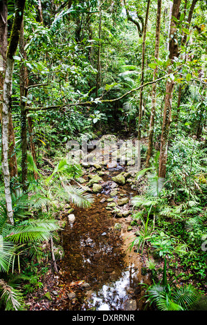 Mossman Gorge im Daintree National Park in der Nähe von Port Douglas, Queensland, Australien Stockfoto