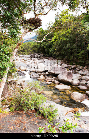 Mossman Gorge im Daintree National Park in der Nähe von Port Douglas, Queensland, Australien Stockfoto