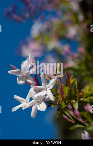 Jasmin Ranke Blumen. Stockfoto