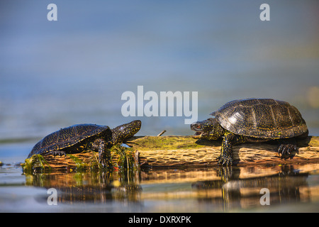 Europäische Sumpfschildkröten (Emys Orbicularis) Stockfoto
