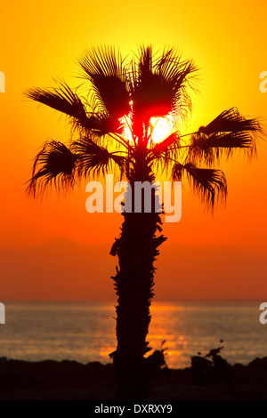 Eine Palme Silhouette gegen die untergehende Sonne, Side, Türkei. Stockfoto