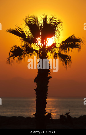 Eine Palme Silhouette gegen die untergehende Sonne, Side, Türkei. Stockfoto