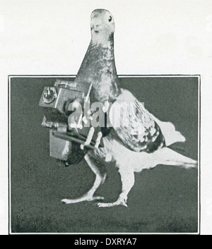 In Deutschland sieht in den frühen 1900er Jahren, Träger, die Tauben verwendet wurden, um "Vogelperspektive" bekommen mit Kameras. Stockfoto