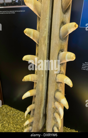 Detail der Unterkiefer eines Pottwals (Physeter Macrocephalus), welches am örtlichen Strand in Redcar Rettungsboot Museum bewahrt gestorben Stockfoto