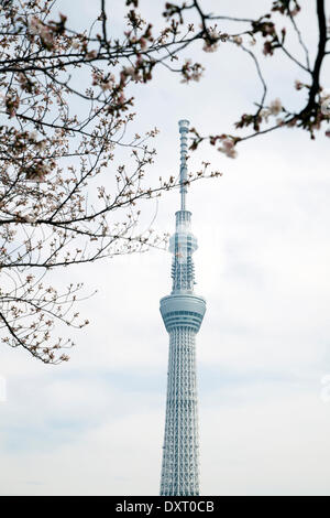 Tokyo, Japan - die Kirschblüten blühen entlang Sumida-Fluss in der Nähe von Tokyo Skytree am 29. März 2014. Eines der ältesten Tradition in Japan ist die Hanami, die Kirschblüten zu bewundern. Bildnachweis: Rodrigo Reyes Marin/AFLO/Alamy Live-Nachrichten Stockfoto