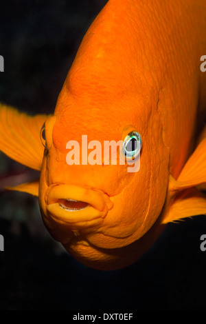 Garibaldi-Fisch, Hypsypops Rubicundus, Cedros Island, Mexiko Stockfoto