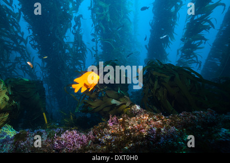 Garibaldi-Fische im Kelpwald, Hypsypops Rubicundus, Insel San Benito, Mexiko Stockfoto