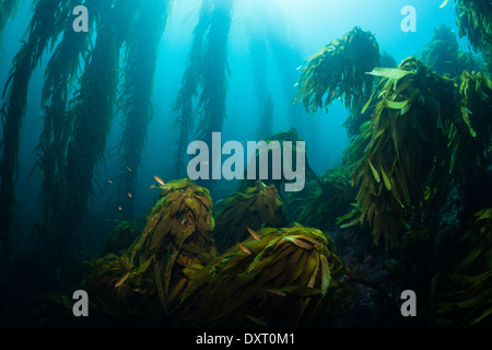 Kelp Forest Giant Kelp, Macrocystis Pyrifera, Insel San Benito, Mexiko Stockfoto