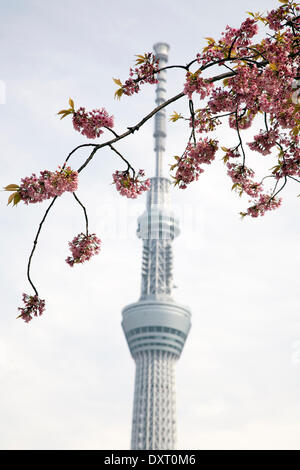 Tokyo, Japan - die Kirschblüten blühen entlang Sumida-Fluss in der Nähe von Tokyo Skytree am 29. März 2014. Eines der ältesten Tradition in Japan ist die Hanami, die Kirschblüten zu bewundern. Bildnachweis: Rodrigo Reyes Marin/AFLO/Alamy Live-Nachrichten Stockfoto