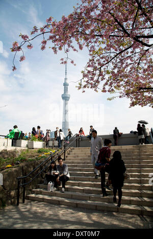 Tokyo, Japan - Besucher sehen die Kirschblüten blühen entlang Sumida-Fluss am 29. März 2014. Eines der ältesten Tradition in Japan ist die Hanami, die Kirschblüten zu bewundern. Bildnachweis: Rodrigo Reyes Marin/AFLO/Alamy Live-Nachrichten Stockfoto