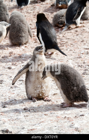 Antarktis Pinguin Küken und Erwachsenen Gentoo Penguins (Pygoscelis Papua) in der Antarktis. Antarktischen Landschaft. Stockfoto
