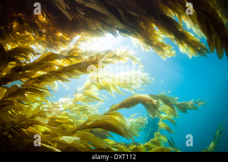 Kelp Forest Giant Kelp, Macrocystis Pyrifera, Insel San Benito, Mexiko Stockfoto