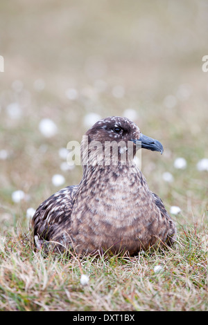 Hermaness, Unst, Shetland-Inseln, Great Skua (Stercorarius Skua) Stockfoto