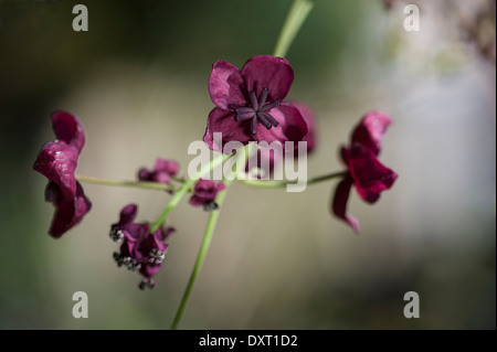 Akebia Quinata, Schokolade Rebe Stockfoto