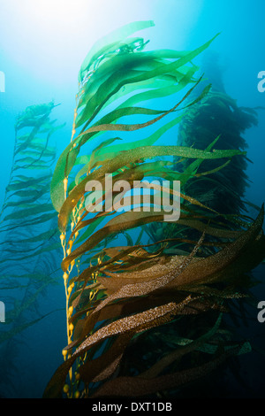 Kelp Forest Giant Kelp, Macrocystis Pyrifera, Insel San Benito, Mexiko Stockfoto