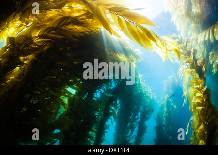 Kelp Forest Giant Kelp, Macrocystis Pyrifera, Cedros Island, Mexiko Stockfoto