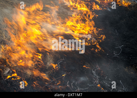 Feuer. Midland Europa. alten Rasen brennen in einem Feld Stockfoto