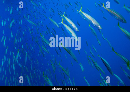 Pacific Jack Makrelen, Trachurus Symmetricus, Insel Guadalupe, Mexiko Stockfoto