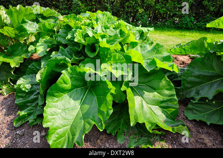 Rhabarber Stockfoto