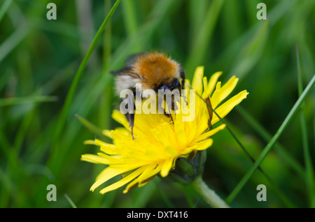 Eine Hummel auf einer Blume Löwenzahn auf einer Wiese Cumbrian Fütterung Stockfoto