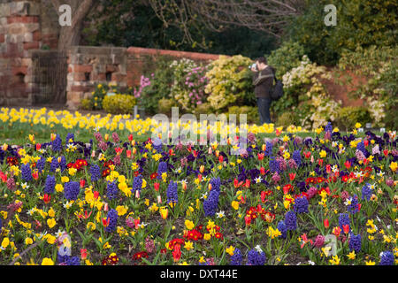 Sonnenschein und Blumen am Eingang zur Burg von Shrewsbury, Shropshire, UK. 16. April 2014. Stockfoto