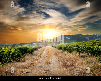 Landstraße durch einen Weinberg im Herbst Stockfoto