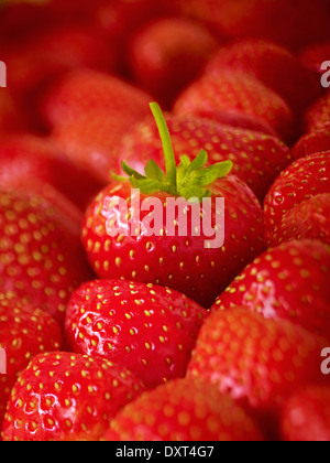 Extreme Nahaufnahme von reife Erdbeeren Stockfoto